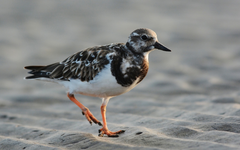 Ruddy Turnstone